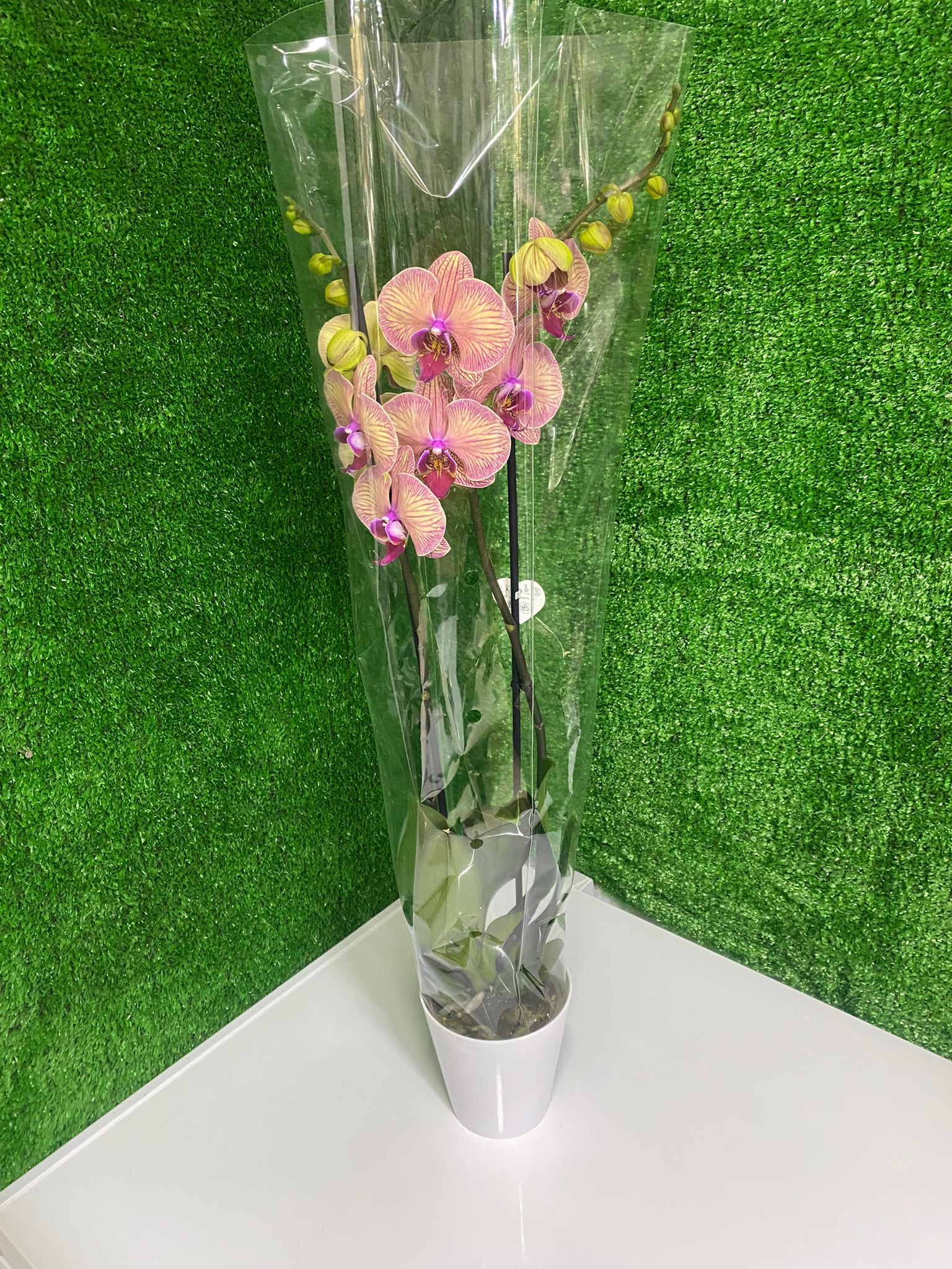 Premium Çizgili Pembe Orkide Saksı